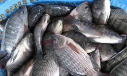 Loại cá này ở nhiều nơi bị coi là 'rác', giá rẻ hơn bắp cải nhưng lại là nguyên liệu làm sashimi của nước ngoài