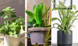 5 loại 'hoa thiết thực' có thể tạo oxy và hít khí độc giúp ngủ ngon dù phòng ngủ nhỏ đến đâu