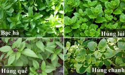 Ăn bao năm, bạn đã biết phân biệt bạc hà, húng chanh, húng lủi, húng quế? Tác dụng của các loại rau húng này là gì?
