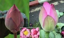 Cách phân biệt hoa sen và hoa quỳ, nhiều người vẫn lầm tưởng là cùng một loại