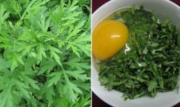 Ngải cứu chữa được rất nhiều bệnh nhưng tác hại không ít nếu ăn sai cách, biết để bảo vệ sức khỏe gia đình