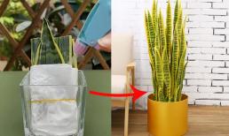 Hai loại cây cảnh mang tài lộc, nhân giống cực dễ chỉ bằng giấy vệ sinh