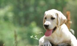 Chó có thể được sử dụng để xác định bệnh nhân Covid-19 không? 