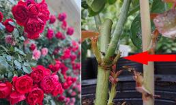 Trên thân cây hoa hồng có 'điểm mạnh và điểm yếu', biết quy tắc vàng này để cây nở nhiều hoa to, đẹp
