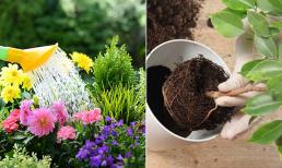 Các loại hoa đều có chung 5 'nguyên tắc vàng' khi chăm bón, làm đúng hoa nở bung hết cỡ, làm sai hoa rụng sạch