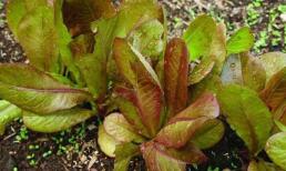 Rau diếp dại mọc đầy đường, ở quê chẳng mấy người ăn nhưng lại là đặc sản phố thị có giá đắt gấp 10 lần rau thường 