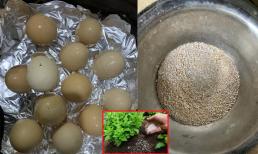 Vỏ trứng đừng vứt đi, xử lý theo cách này 'biến thành' phân bón giúp cây phát triển cực tốt