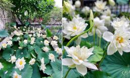 Mẹ đảm khoe đầm sen trên sân thượng với 60 bông bạch liên, dân mạng phải thốt lên: 'Quá đẹp!'