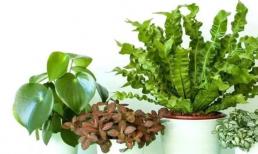 Trồng hoa không cần kinh nghiệm, chỉ cần 'nhét' 3 thứ này vào chậu hoa là chậu phát tài phát lộc!