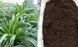 Loại 'đất vạn năng' này dùng để trồng hoa, cây phát triển nhanh và không bị thối rễ, lá mập và to!