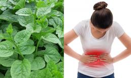Rau mồng tơi đang mùa nhưng ăn bao nhiêu thì tốt? Vượt quá định mức có thể gây bệnh