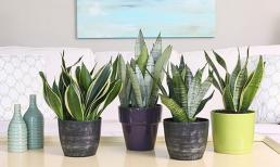 Người thuộc 2 mệnh này nên trồng cây lưỡi hổ trong nhà để tài lộc 'chỉ vào mà không ra'