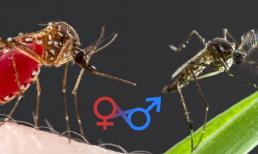 Vì sao con đực lớn hơn con cái ở hầu hết các loài động vật có vú nhưng côn trùng thì ngược lại?