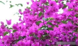 Chia sẻ kinh nghiệm cắt hoa giấy, nhanh ra rễ, nhiều lá, nhiều hoa, ra hoa sớm!