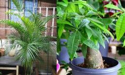 Trồng hoa trong phòng khách rất quan trọng, trồng 4 loại cây “điềm lành” này sẽ vượng tài vượng lộc, quý nhân phù trợ, vạn sự hanh thông!