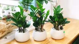 Người thuộc 2 mệnh này nên trồng cây kim tiền, đặt một chậu trong nhà, sự nghiệp sẽ ngày càng lên hương