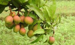 Giống xoài thần kỳ: Trông giống táo và ăn như chuối nhưng có hương vị của thì là, chỉ một nơi trên thế giới trồng được 