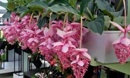 6 loại hoa 'siêu lợi hại', ra hoa nhiều mùa, càng trồng càng phát triển mạnh mẽ