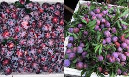Mận có nhiều loại, nhưng có một loại ngon như cherry, giá lại rẻ bất ngờ, người sành ăn mới biết