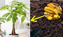 Hãy bón 'nguyên liệu' này cho cây kim ngân, lá tươi tốt, không bị vàng mà còn đâm chồi, đem lộc về nhà 