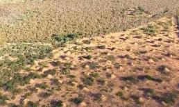 Tổ kiến ​​lớn nhất thế, đàn kiến ​​mất 3800 năm để xây dựng, diện tích tương đương Vương quốc Anh 