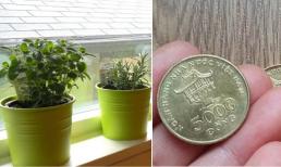 Cửa sổ đặt 3 thứ này, đảm bảo hút tài lộc, đẩy bay điều xui xẻo