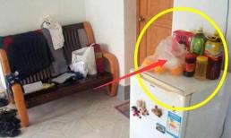 Làm được bao nhiêu của cải cũng trôi đi hết, xem ngay nóc tủ lạnh nếu đặt ba thứ ngày cần bỏ đi ngay 