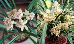 Loại lan này cần trồng trong chậu, hoa có hình dáng kỳ dị, mùi thơm hơn cả nước hoa, có thể nở hoa nhiều lần trong năm