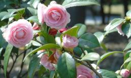 Tại sao bạn không thể trồng hoa trà tại nhà, ý nghĩa phong thủy của hoa trà