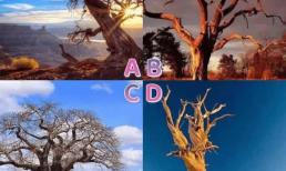 Trắc nghiệm tâm lý: Cây chết nào có thể tái sinh? Bạn sẽ có may mắn nào vào năm 2023?