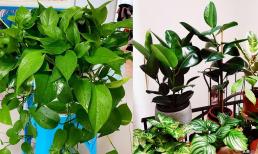 4 loại hoa không ưa nắng, tán lá xum xuê, phát triển mạnh mẽ, chưng trong nhà càng sành điệu