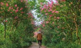 Con đường hoa tường vi đẹp như cổ tích ở Hà Nội được giới trẻ đua nhau đến check-in 'sống ảo'