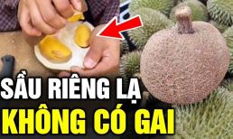 Kỳ lạ sầu riêng không gai, vỏ ngoài nhẵn như quả vải nhưng múi lại ngọt hơn sầu riêng bình thường