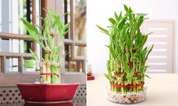 Người thuộc 4 tuổi này nên trồng trúc phát tài, càng trồng nhiều sức khỏe càng dồi dào, tiền vào như nước