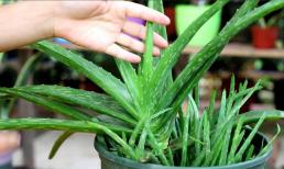 Nhà có điều kiện nhất định phải trồng nha đam bởi 9 công dụng thần kỳ lại tiết kiệm được kha khá tiền