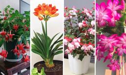 Những loại hoa nên tưới ít nước trong thời tiết nắng nóng vì chúng 'sợ ướt', cứ 2-3 tuần tưới một lần, hoa nở nhiều hơn