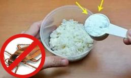 Cơm nguội thừa đừng bỏ đi, trộn với bột giặt đặt ở góc nhà, con gián ăn phải chỉ có đường chết 