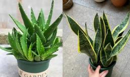 Trồng hoa tại nhà khuyên bạn nên trồng 5 loài này, hít khí thải nhả oxi, ngủ yên