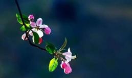 Trong gia đình nếu có 4 thứ này sẽ thêm nghèo, hãy vứt bỏ càng sớm càng tốt