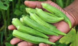 Loại quả được ví như 'nhân sâm xanh' giúp phòng ngừa ung thư, đang được bán rẻ bèo ngoài chợ 