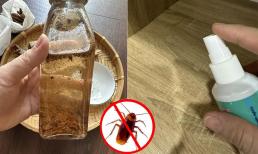 Mẹo đuổi gián hiệu quả bằng nguyên liệu tự chế vừa thơm lại rẻ tiền, không độc hại 
