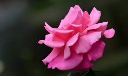 Dù kết giao với ai, xin hãy nhớ câu ngạn ngữ: mượn cơm không mượn củi, mượn áo không mượn giày 