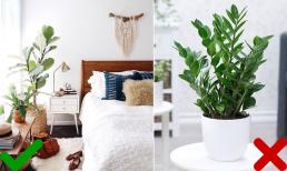 2 cây cảnh nghe tên tưởng 'lộc lá' nhưng cấm kỵ đặt trong phòng ngủ kẻo tiền tài trôi hết, sức khỏe giảm sút