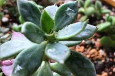 Làm thế nào để loại bỏ tất cả các loại côn trùng trong chậu hoa cây cảnh?