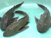 Cá dọn bể (cá lau kiếng) có ăn được không? Những phần nào tuyệt đối không nên thử? 