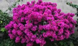 Hoa giấy bạn trồng chỉ ra cành và lá là chính, làm sao để cho hoa nở nhiều được?