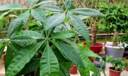 Cây kim ngân có bón phân vào mùa hè không?