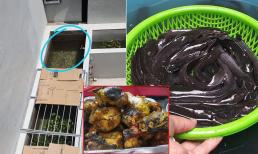 Dân mạng 'phát sốt' với chia sẻ kinh nghiệm nuôi cá trê, cá rô đồng bằng bể xi măng tại nhà, thành phẩm 'ngon hơn cá sông'