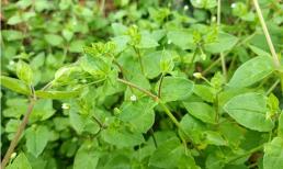 Nhiều người đã nhìn thấy loại cỏ dại này, nhưng ít người biết về giá trị dược liệu của nó