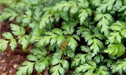 Loại cây trông giống cần tây nhưng rễ đắng hơn túi mật cá, hiện được nông dân trồng đại trà, giá trị rất quý